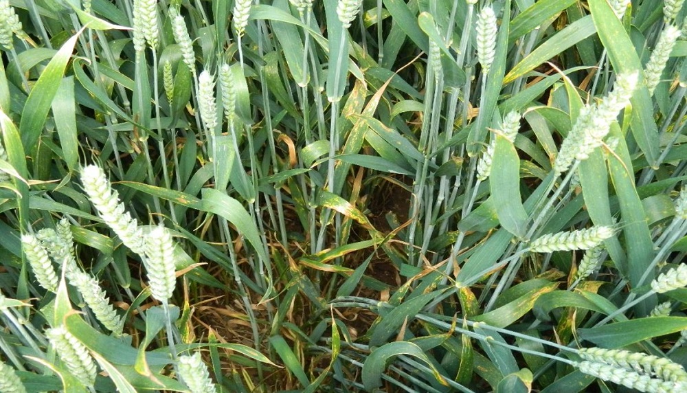 Septoria tritici symptoms in a winter wheat trial plot